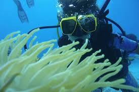 Aruba Scuba Diving And Snorkeling 10best Aruba Scuba Reviews