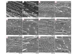 What to put in a cover letter. Micromorphological Observations On Lemma And Palea Surface Of Bromus Poaceae In Iran Phytotaxa