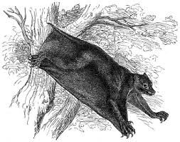 While you're in the forest, keep an eye out for the malayan colugo, also incorrectly known as a flying lemur. Sunda Flying Lemurs Adaptations Facts Study Com