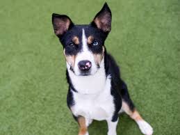 1 year, 5 months old: El Dorado County Animal Services West Slope Shelter Nala Is A Beautiful 1 Year 1 Month Old Siberian Husky And Pit Bull Terrier Mix She Adores Playing Fetch And Would Love