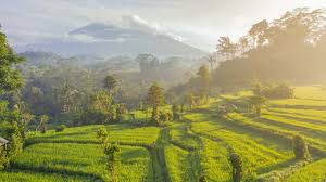 Field of burnt rice is the place where the villagers burnt the harvested rice in 1821 to prevent it falling in the hands of enemy. Bali Rice Fields Blog The 11 Best Rice Fields In Bali