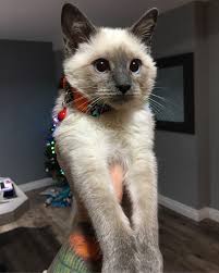 If you're allergic to cats but still want one, you're in luck! Meet Odin He S A Hypoallergenic Balinese Kitten Who S Full Of Love And Snuggles Eyebleach
