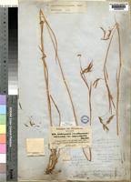 Image result for Hyparrhenia poecilotricha