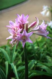 Image result for Crinum harmsii
