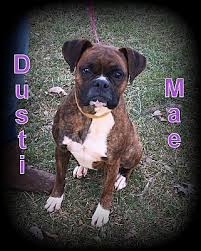The boxer is surprisingly good with children. Denver Nc Boxer Meet Dusti Mae A Pet For Adoption
