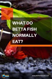 A Complete Guide To What Do Betta Fish Eat Can They Eat Human Food Betta Fish Betta Human Food