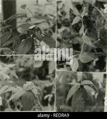 Image result for Aspilia helianthoides