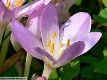 Ocún (colchicum) je rod jednoděložných rostlin z čeledi ocúnovité (colchicaceae). 17 Ocun Ideas Rostliny Jednoletky Kvetiny