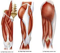 Outer, upper alongside the tummy and butt, thighs are often cited as a problem area for females, driving scads thigh anatomy is fairly complex, since we are talking about two of the main joints in the human body. Barbeau Human Anatomy Lecture 205 Supplements Muscular System Human Anatomy Human Body Anatomy Leg Anatomy