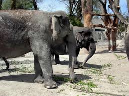 Sixteen to eighteen hours, or nearly 80% of an elephant's day is spent hills have been carved by asian elephants in india and sumatra searching for salt and minerals. Elephant Feeding Upali Ch