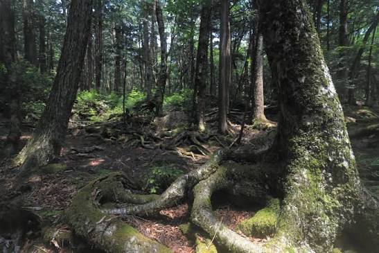 Hike in the Sea of Trees | National Parks of Japan