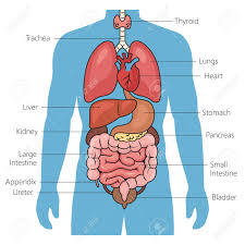 Image result for internal organs