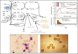 Image result for G6PD Deficiency Detection