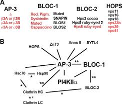 La bloc ep 255 hoatele la bloc serialul de comedie la bloc de la pro tv episoade online cu laura cosoi dana rogoz dragos mostenescu tili niculae emil mitrache. Hermansky Pudlak Syndrome Protein Complexes Associate With Phosphatidylinositol 4 Kinase Type Ii A In Neuronal And Non Neuronal Cells Sciencedirect