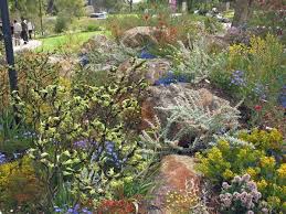 Pin By Lou Duncan On Gardens Australian Native Garden Native Garden Australian Garden