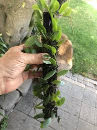 Image result for Pyrrosia