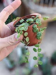Maybe you would like to learn more about one of these? How To Care For The Unique String Of Turtles Plant Including Propagation Tips
