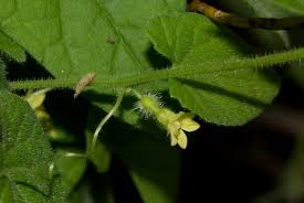 Image result for Kedrostis foetidissima