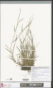 Image result for Phacelurus gabonensis