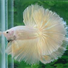 Pin On Beautiful Betta Fish