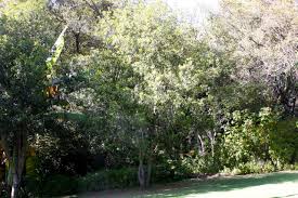 Image result for Faurea