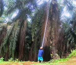 Nah, apabila kamu tertarik untuk menggali lebih jauh terkait kegunaan pohon kelapa bagi kehidupan manusia, ketahui dulu 10. Kegunaan Pokok Kelapa Sawit Kegunaan Pokok Kelapa Sawit