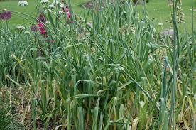 Image result for Nothoscordum borbonicum