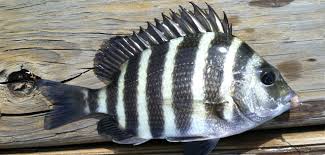 Sheepshead Regulations