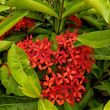 Image result for Ixora coccinea