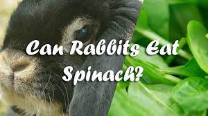 Can Rabbits Eat Spinach Usa Rabbit Breeders