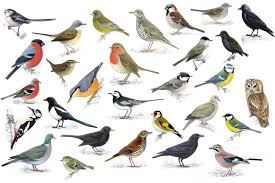 Find The British Garden Birds Quiz By Rackie
