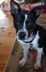 Boston Terrier Mix Puppies for Sale | Lancaster Puppies