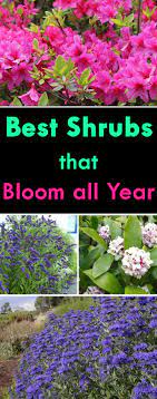 We did not find results for: Best Shrubs That Bloom All Year Plants Garden Shrubs Planting Flowers