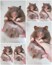 Aya Chocolate Long Haired Syrian Hamster Hamster Animals