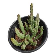Image result for Huernia erectiloba