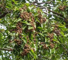 Image result for Hovenia