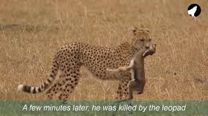 Leopard Teach Gazelle Baby To Walk And Play Then Attack And Kills Youtube