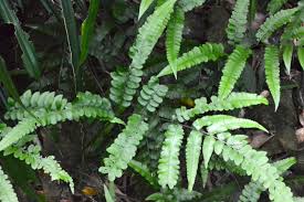 Image result for Diplazium humbertii