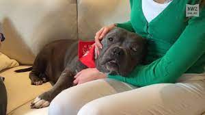 Wenn euch meine videos für die tiere gefallen und. Misshandelte Hundin Betty Hat Ein Neues Zuhause Youtube