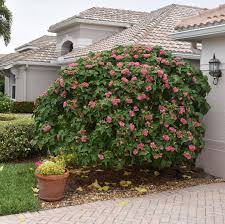 Image result for Dombeya burgessiae