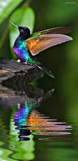 Animated Gif Bird Is The Word Gif Https Encrypted Tbn0 Gstatic Com Images Q Tbn 3aand9gcsqwakvutqk We6ds7i Y9neebr2v7bihdzva Usqp Cau