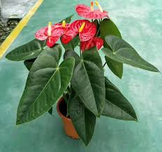 Sebenarnya jenis tanaman hias sangat banyak, ada tanaman hias daun, batang, akar, gantung, dan lain sebagainya termasuk tanaman hias bunga. 10 Jenis Anthurium Berdaun Lebar Ada Yang Harganya Fantastis