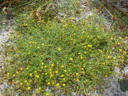 Image result for Chrysanthellum