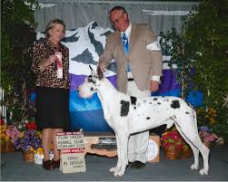 Great dane puppies pueblo colorado. Rio Glacier Danes