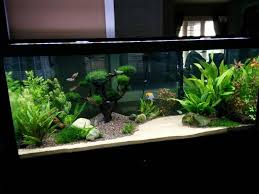 In planted and aquascaped tanks the correct choice of substrate is important when caring for concentrated diy soil/peat moss mix. Img Fish Aquarium Decorations Planted Aquarium Aquarium