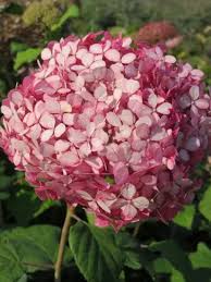 Image result for Hydrangea arborescens Pink Anabelle