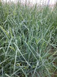 Image result for Dactylis