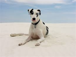 7 Signes De Problemes Cardiaques Chez Les Chiens Le Blog De Rover Com