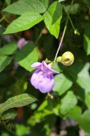 Image result for Coleus calycinus