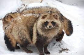 旭山動物園 エゾタヌキの交流の場は タメフン場 なんです ウォーカープラス 美しい動物 動物園 動物